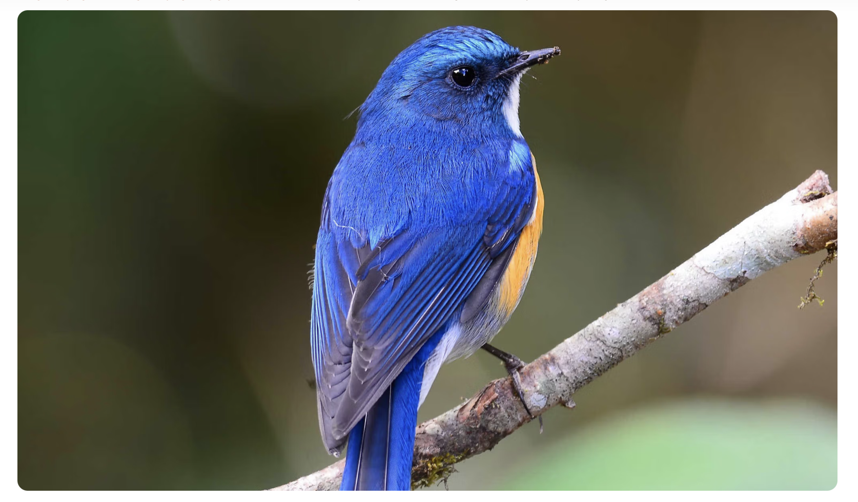 The Straw that Broke the Blue Bird’s Back